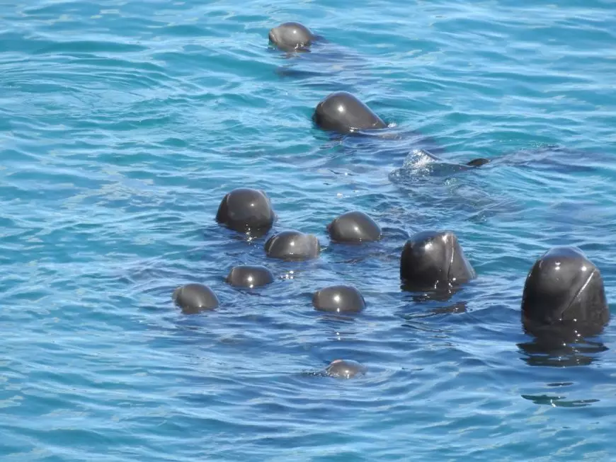 Exhausted pilot whales spyhop after being driven into the cove.