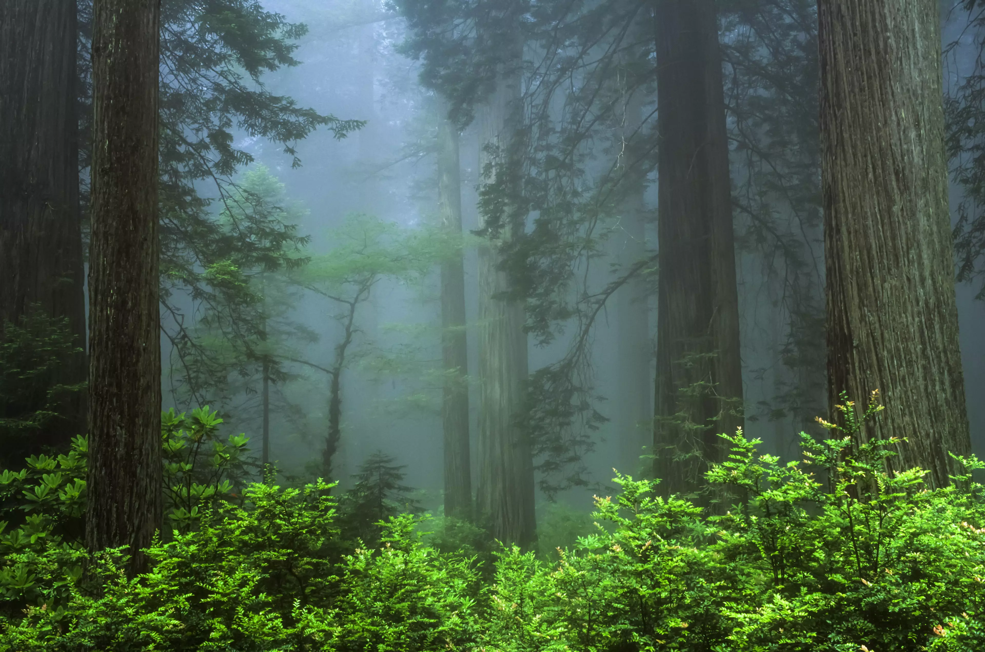 The redwood forests of Northern California.