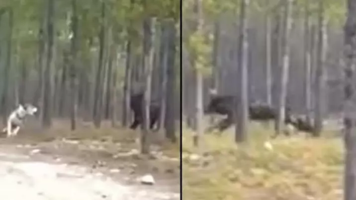 More Details Emerge On The Huge 'Wolf-Like' Creature Filmed Attacking A Dog 