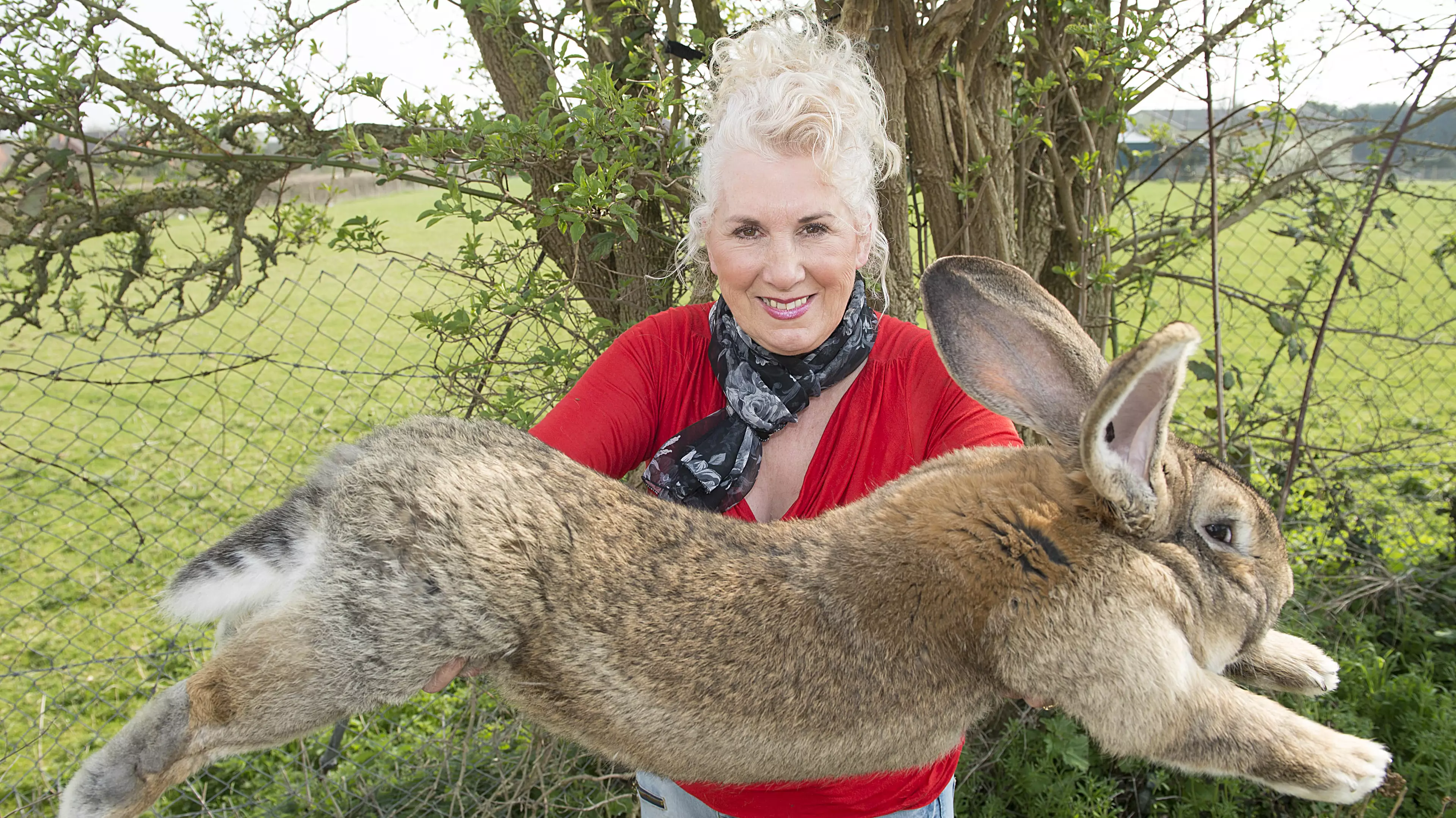 World's Biggest Bunny Stolen From Ex-Playboy Model Who Is Offering £1,000 Reward For Return