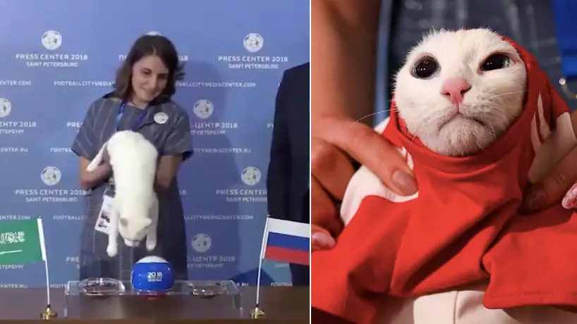 There's A Psychic Cat That Will Predict Every Game At The 2018 World Cup 