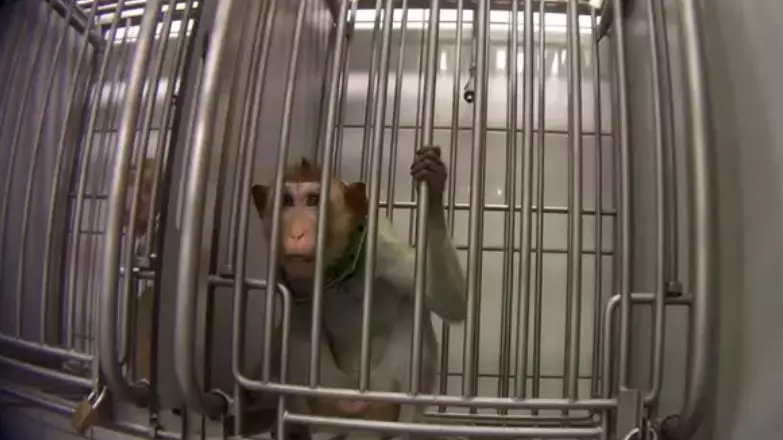 German Lab Closed Down After Undercover Footage Showed Animals Screaming