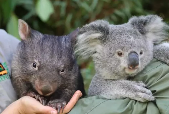 A Wombat And Koala Have Become Best Friends During Isolation