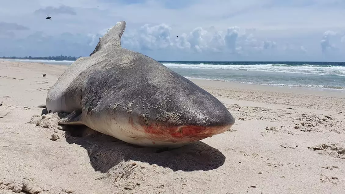 Half A Shark Washes Up On Australian Beach