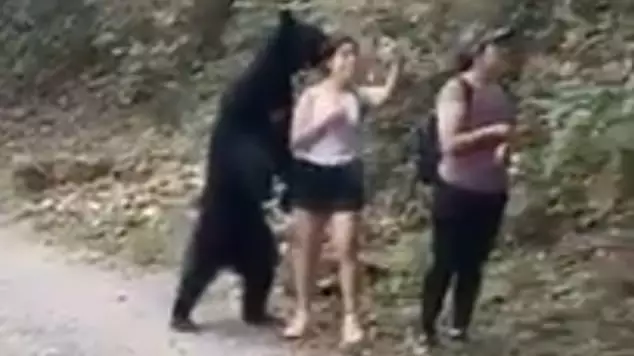 Woman Snaps Selfie During Close Encounter With A Black Bear In Mexico