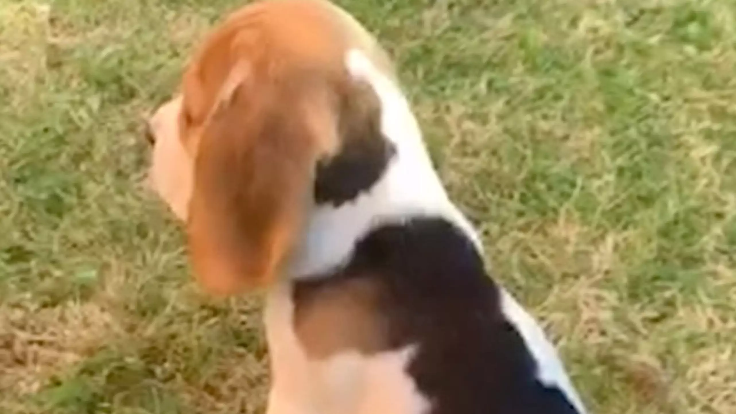 Cute Beagle Pup Has Outline Of Dog In Her Fur