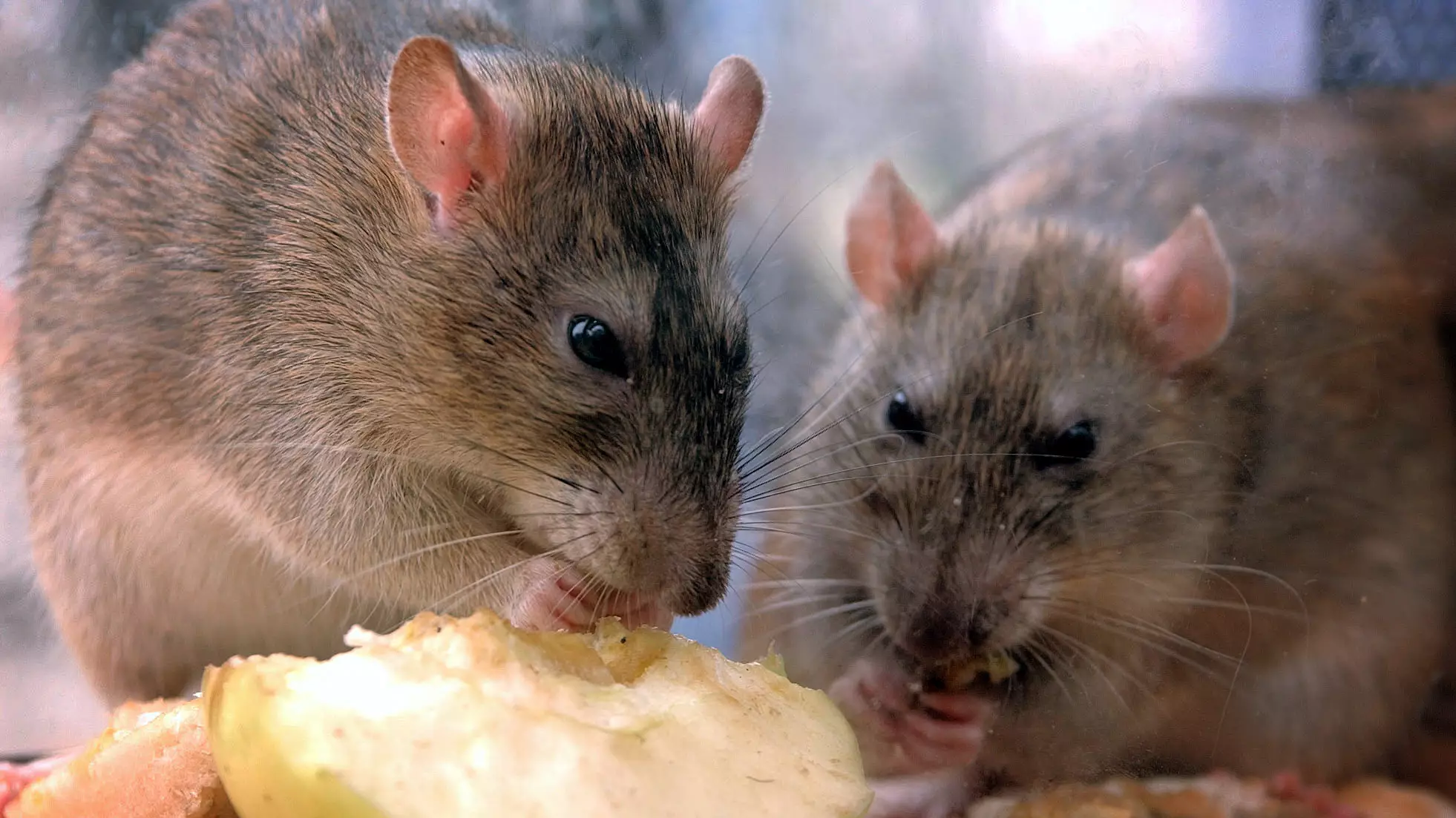 Plague Of Rats Are Sneaking Through People's Toilets And Letterboxes