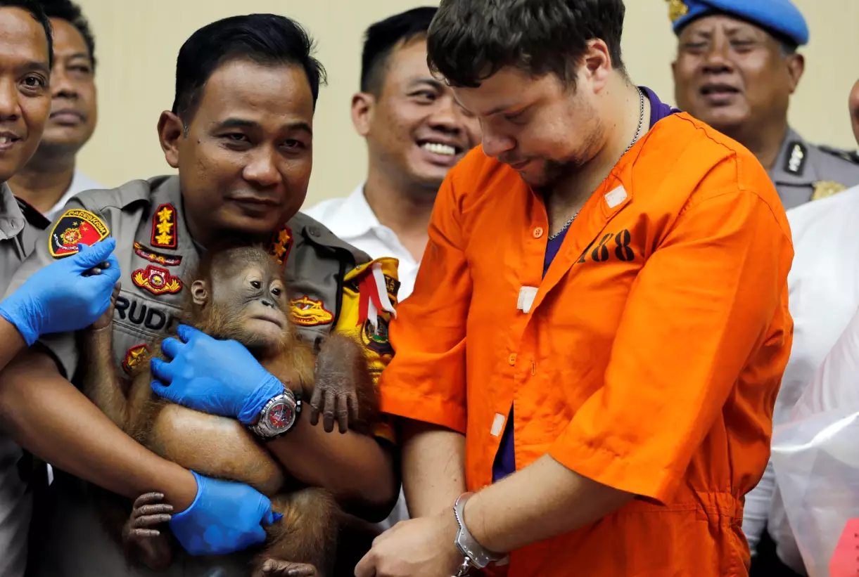Denpasar police chief Ruddi Setiawan, center left, holds the orangutan beside Andrei Zhestkov, centre right.