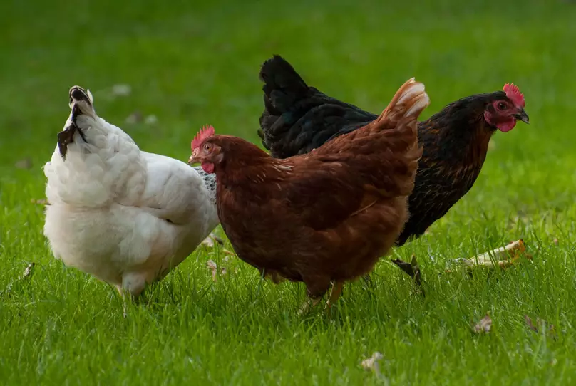 Avian Influenza Is Spreading Across the UK.