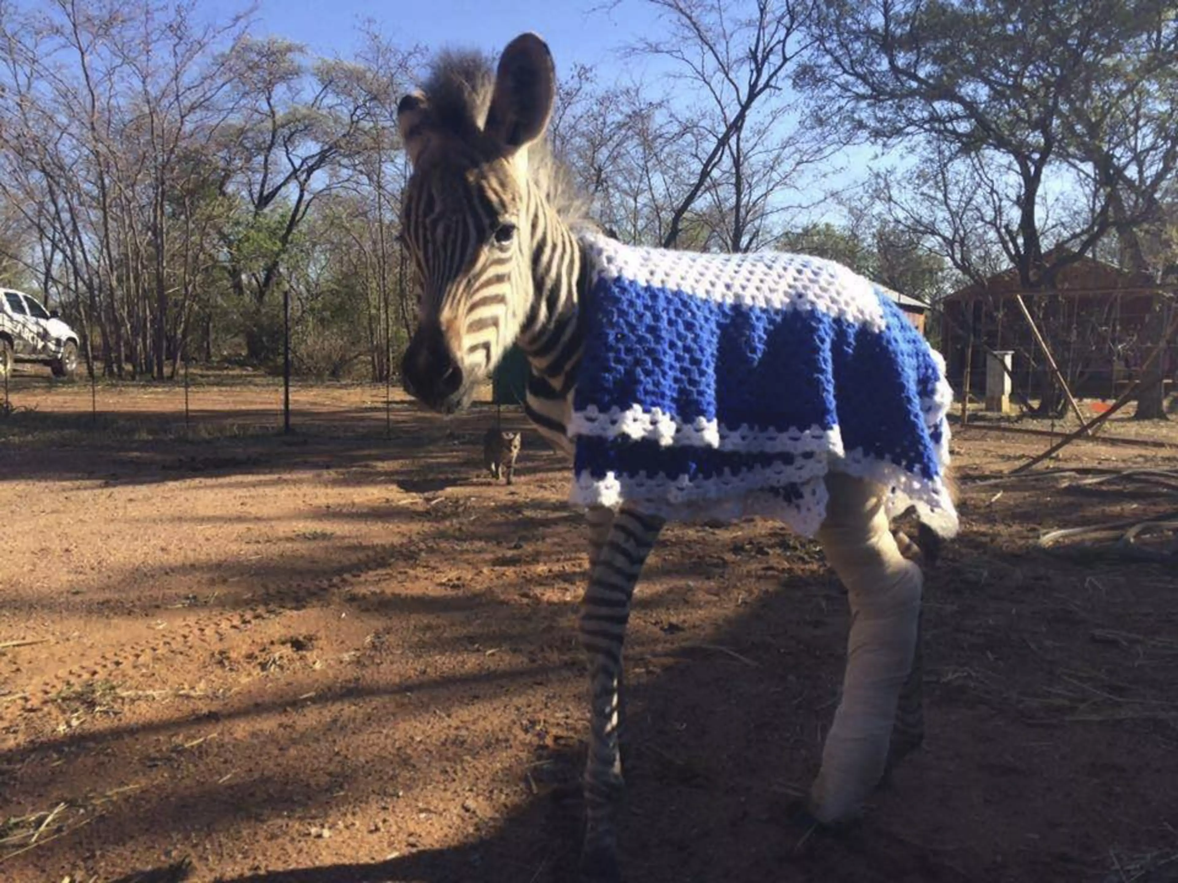 This zebra foal seems to be enjoying his blue crochet blanket (