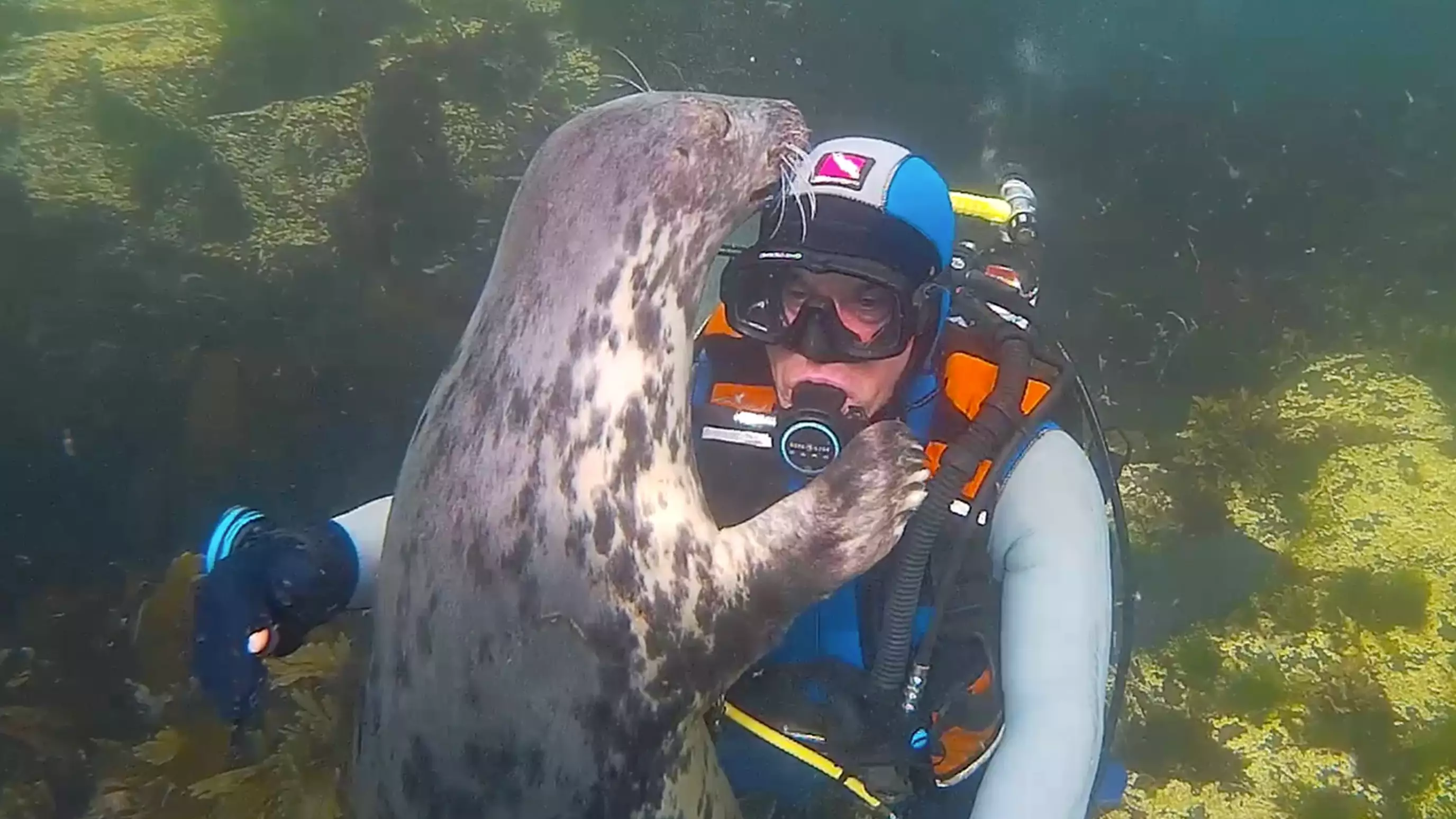 Wild Grey Seal Gives Hug To Diving Doctor Under The Sea