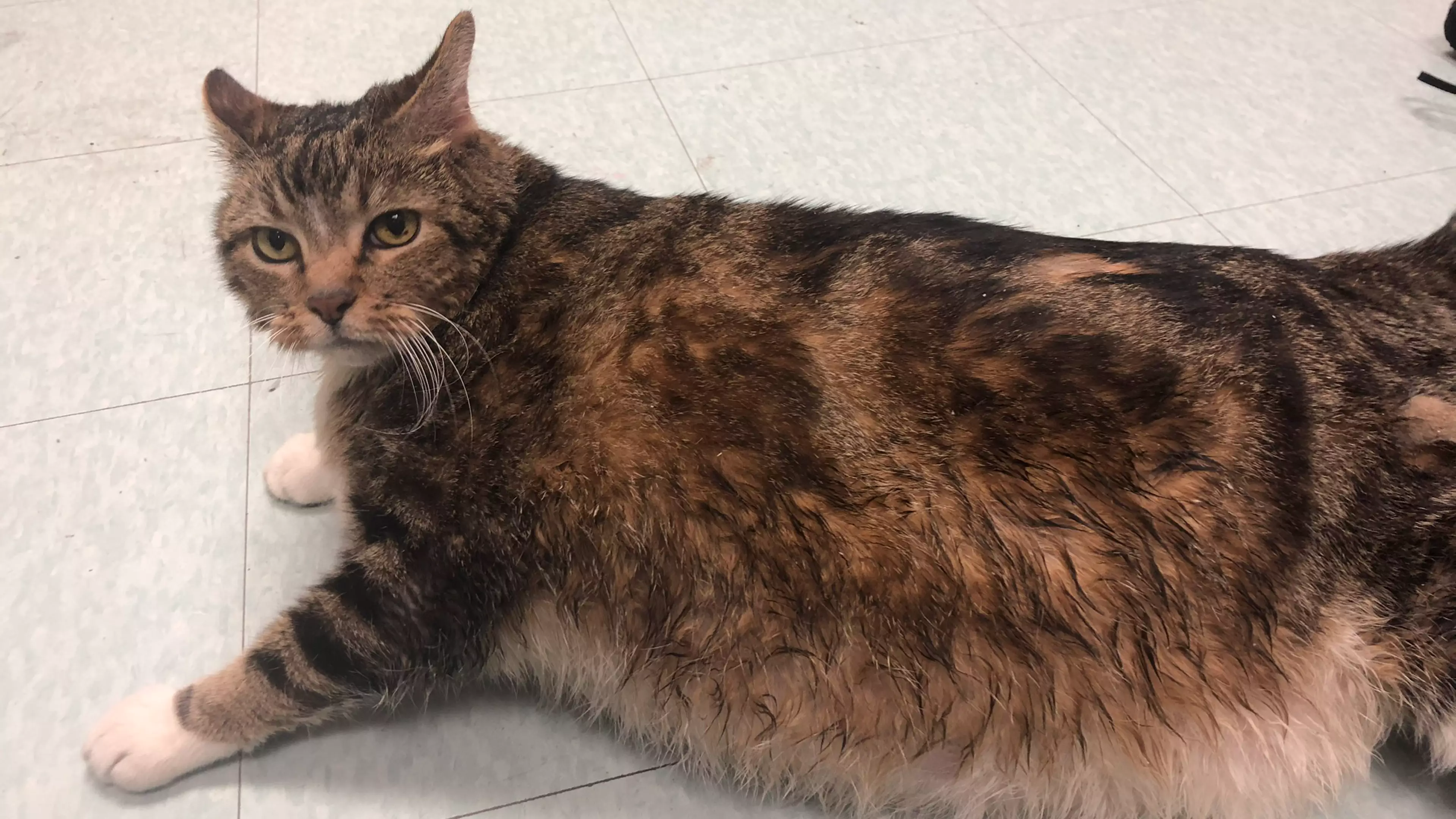 Giant Chonky Cat Called Lasagne Dumped At Animal Shelter Finds Fur-Ever Home