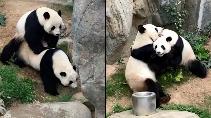 Two Giant Pandas Have Finally Mated For The First Time In 10 Years