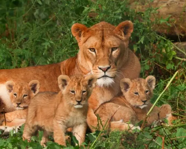 Three cubs were born in January (