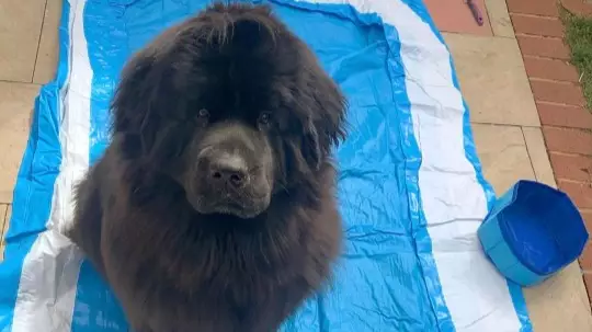Dog Disappointed When 'Doggy Pool' Her Owner Ordered Arrives The Size Of Water Bowl