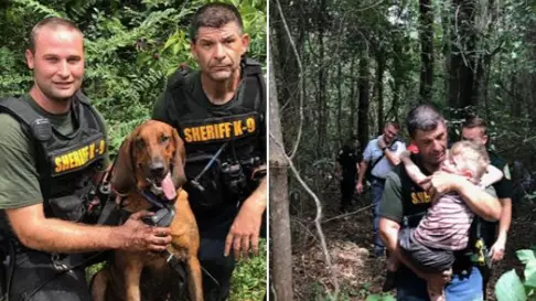 Police Bloodhounds Find Missing Three-Year-Old Boy In Less Than Half An Hour