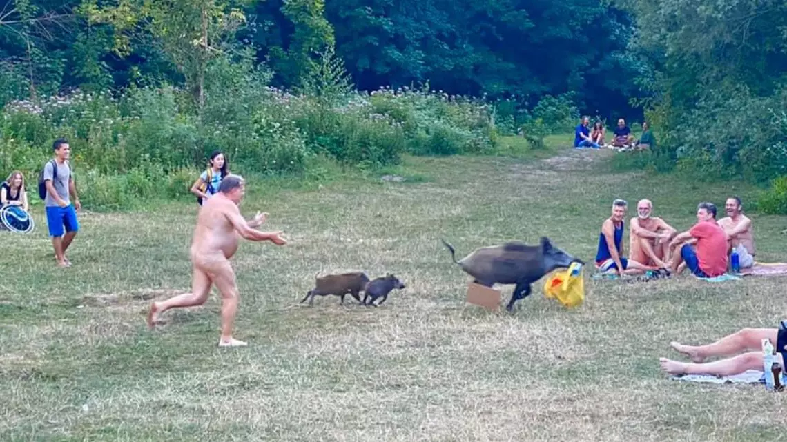 Outcry After Authorities Suggest Wild Boar Chased By Nude Sunbather Could Be Killed 