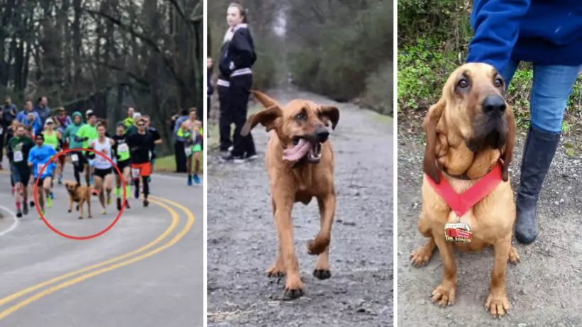 Dog Accidentally Runs Half-Marathon After Being Let Out For Pee, Finishes 7th