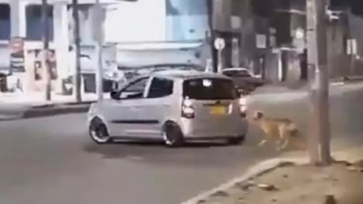 Abandoned Dog Chases After Owners As They Drive Off In Heartwrenching Video
