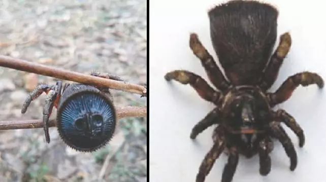 This Chinese 'Trap Door' Spider Is As Creepy As Hell 