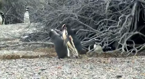 Penguin Puts Homewrecker On The Ropes After Finding Him Chirpsing His Wife 