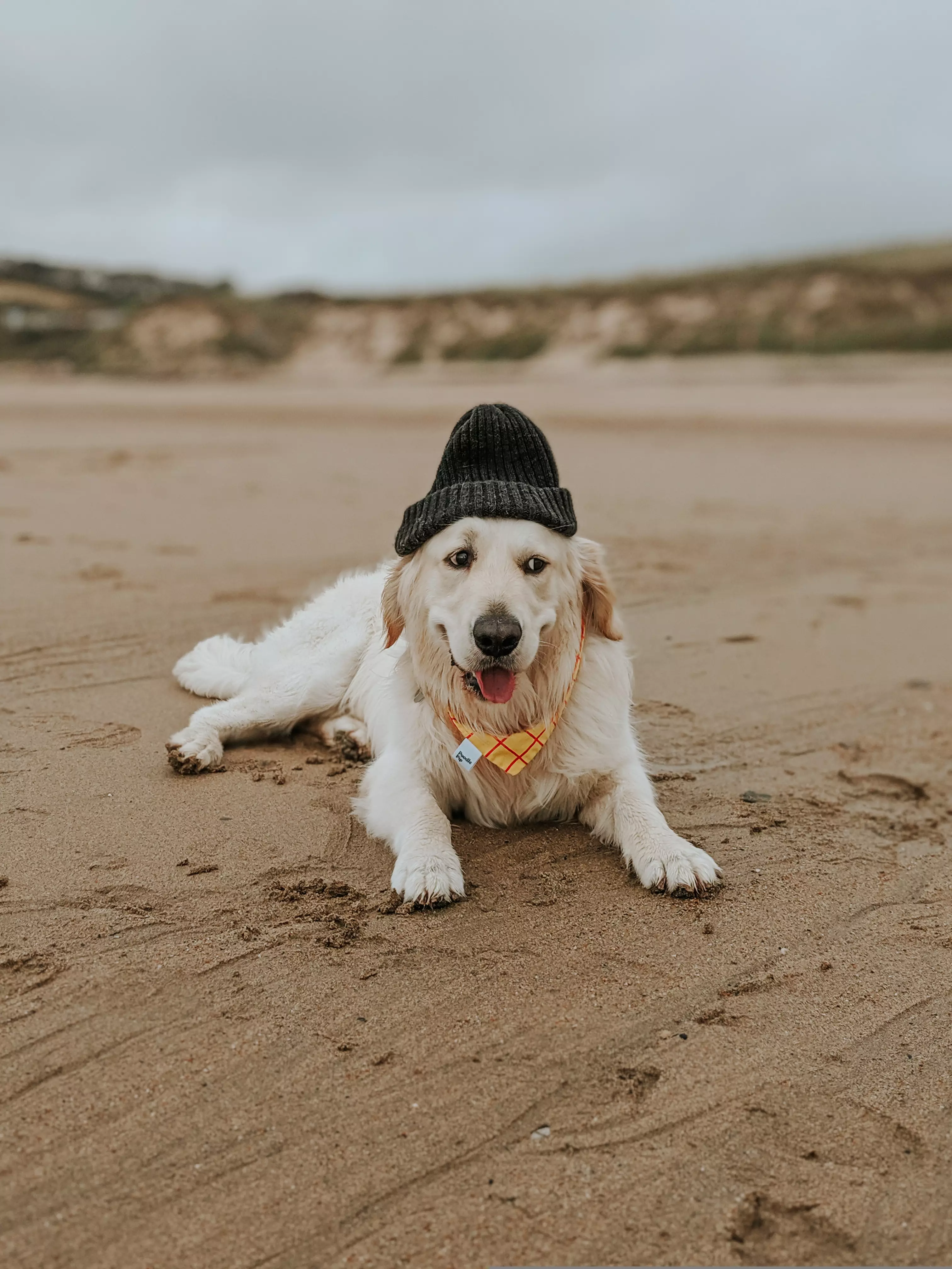 Enjoy long walks on the beach with your furry friend.
