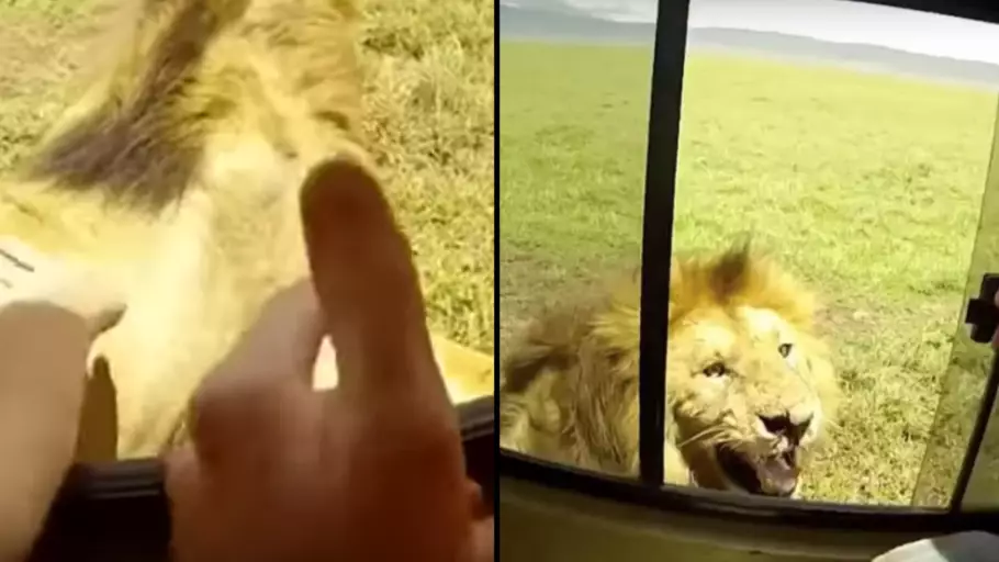 Tourist Tries To Pat Lion's Head On Safari, Their Vehicle Gets Attacked