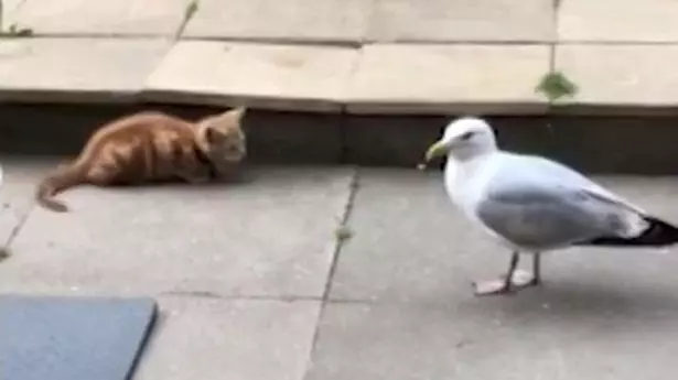 Video Shows Seagull Eyeing Up A Kitten In Owner's Back Garden