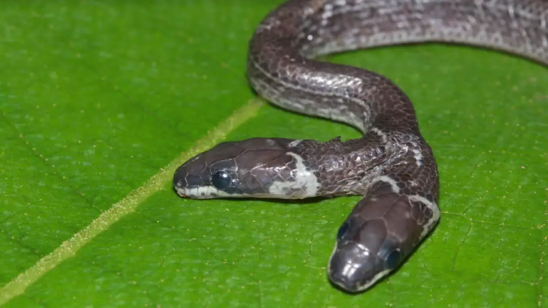 Rare Two-Headed Wolf Snake Discovered In Indian Forest
