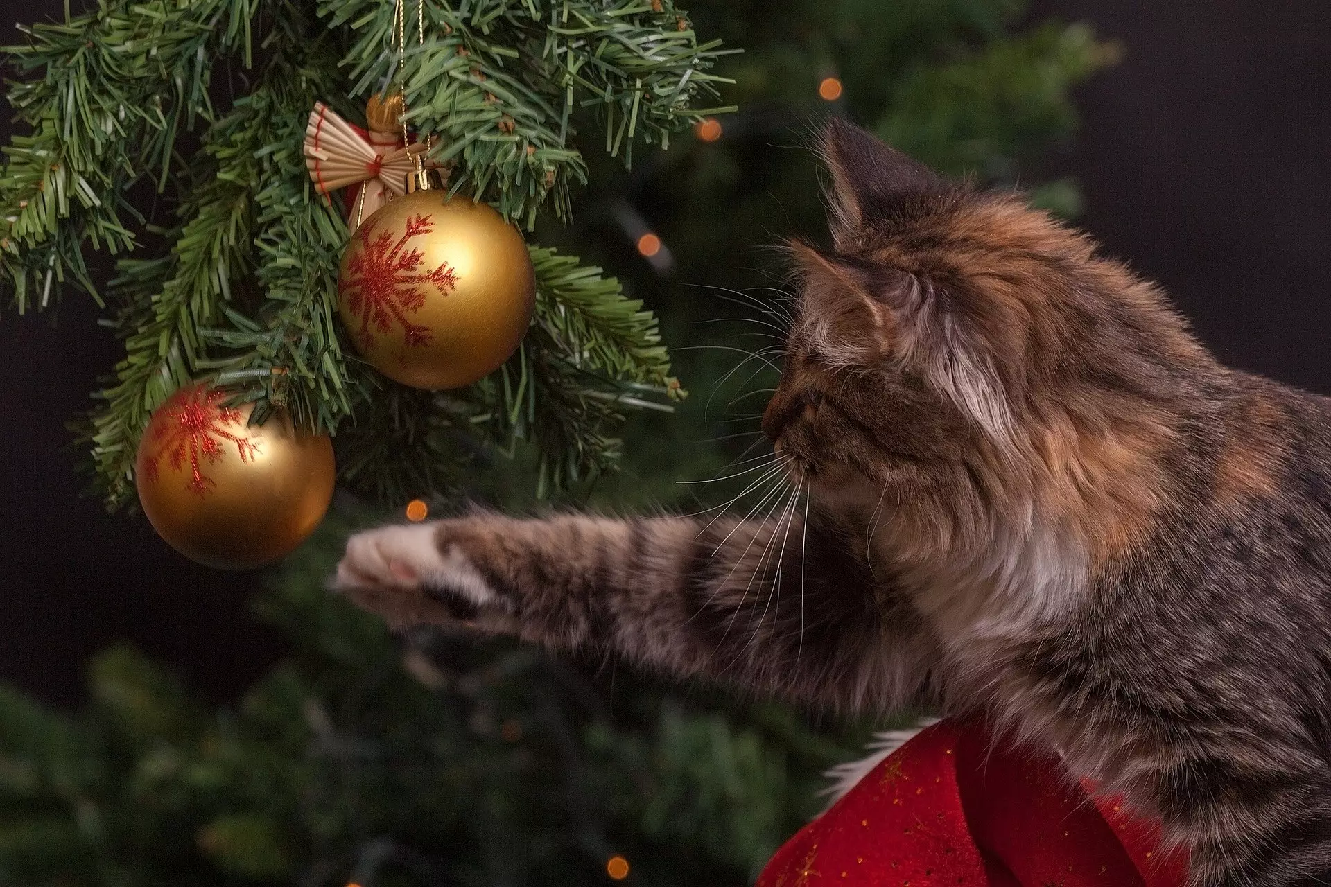 Cat-proof Christmas trees that are safe from the claws of even the most playful felines (