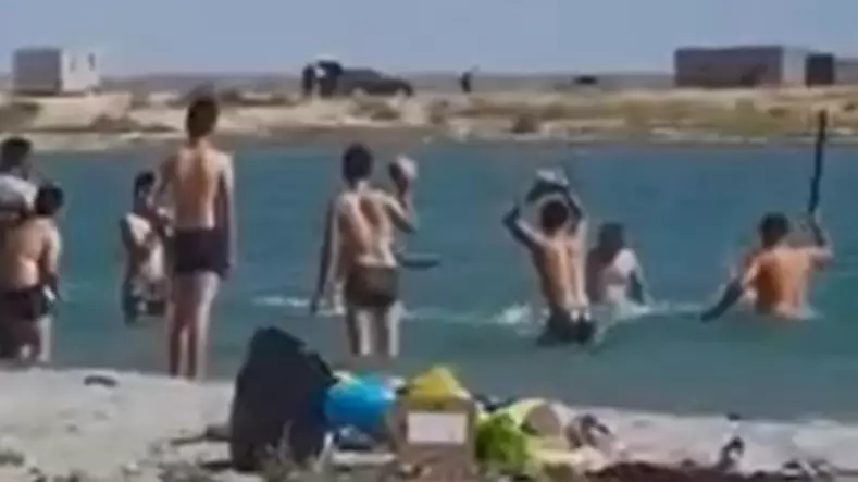 ​Tourists Beat Seal Unconscious On Beach So Kids Can ‘Take Pictures With It’