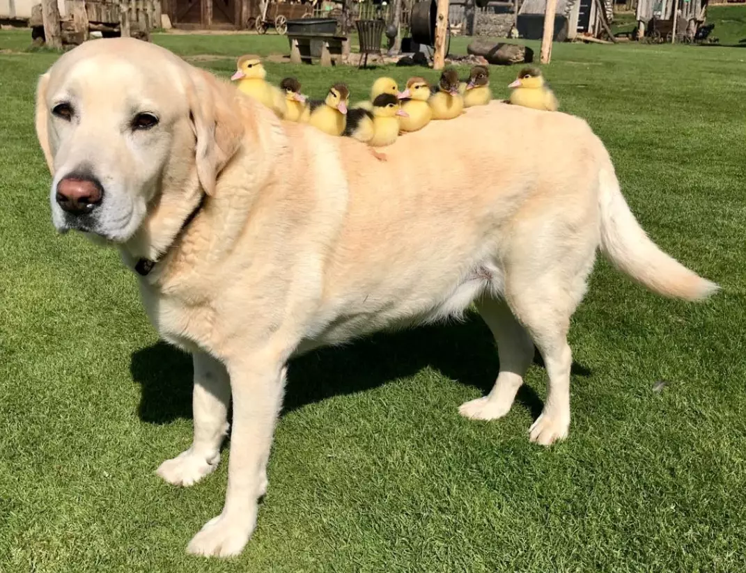 Fred the dog and his new pals.