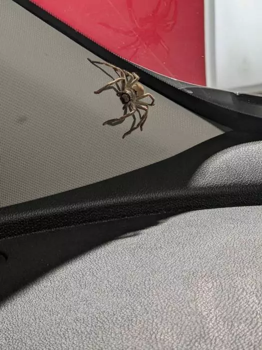 A woman removed a huge spider from her car only to later find hundreds of its babies appear (