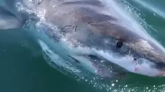 ​Great White Shark Filmed Trying To Bite Boat