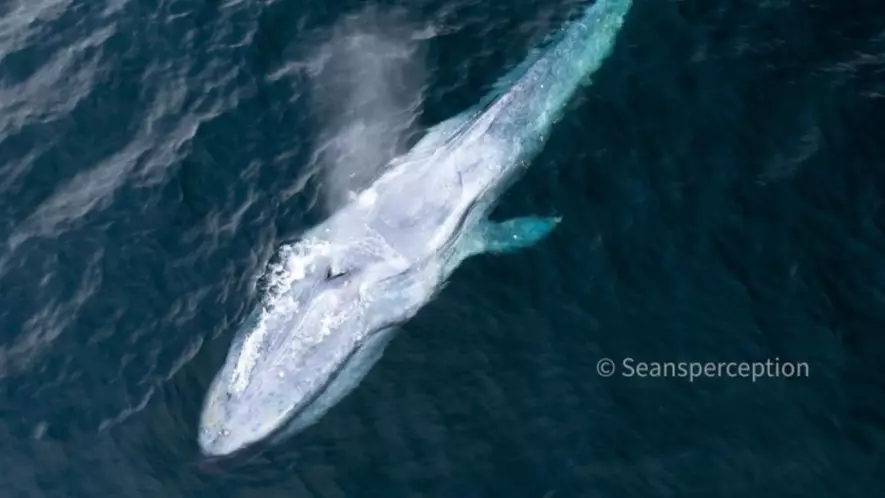 Photographer Captures Second 'Extremely Rare' Blue Whale Sighting In Weeks
