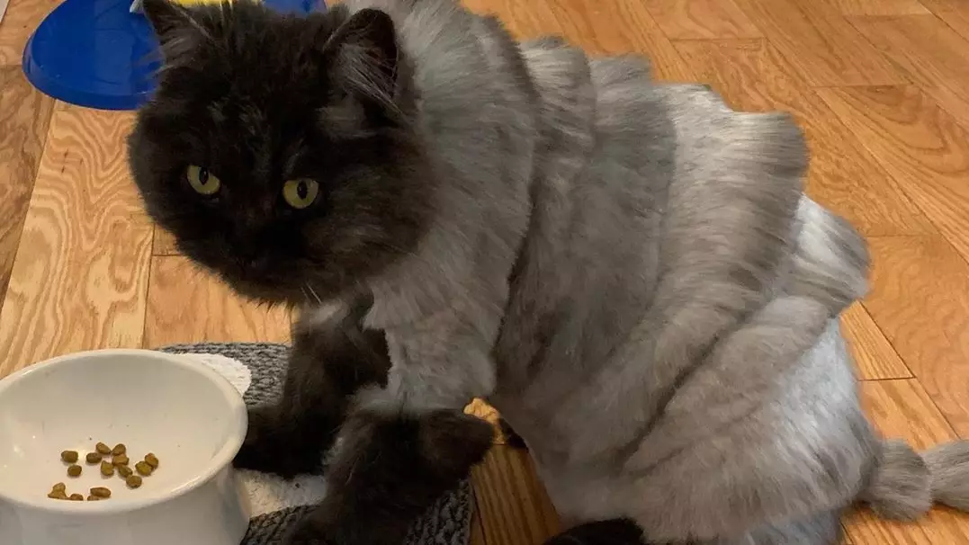 Cat Left Looking Like An 'Accordion' After Tiger-Inspired Makeover 