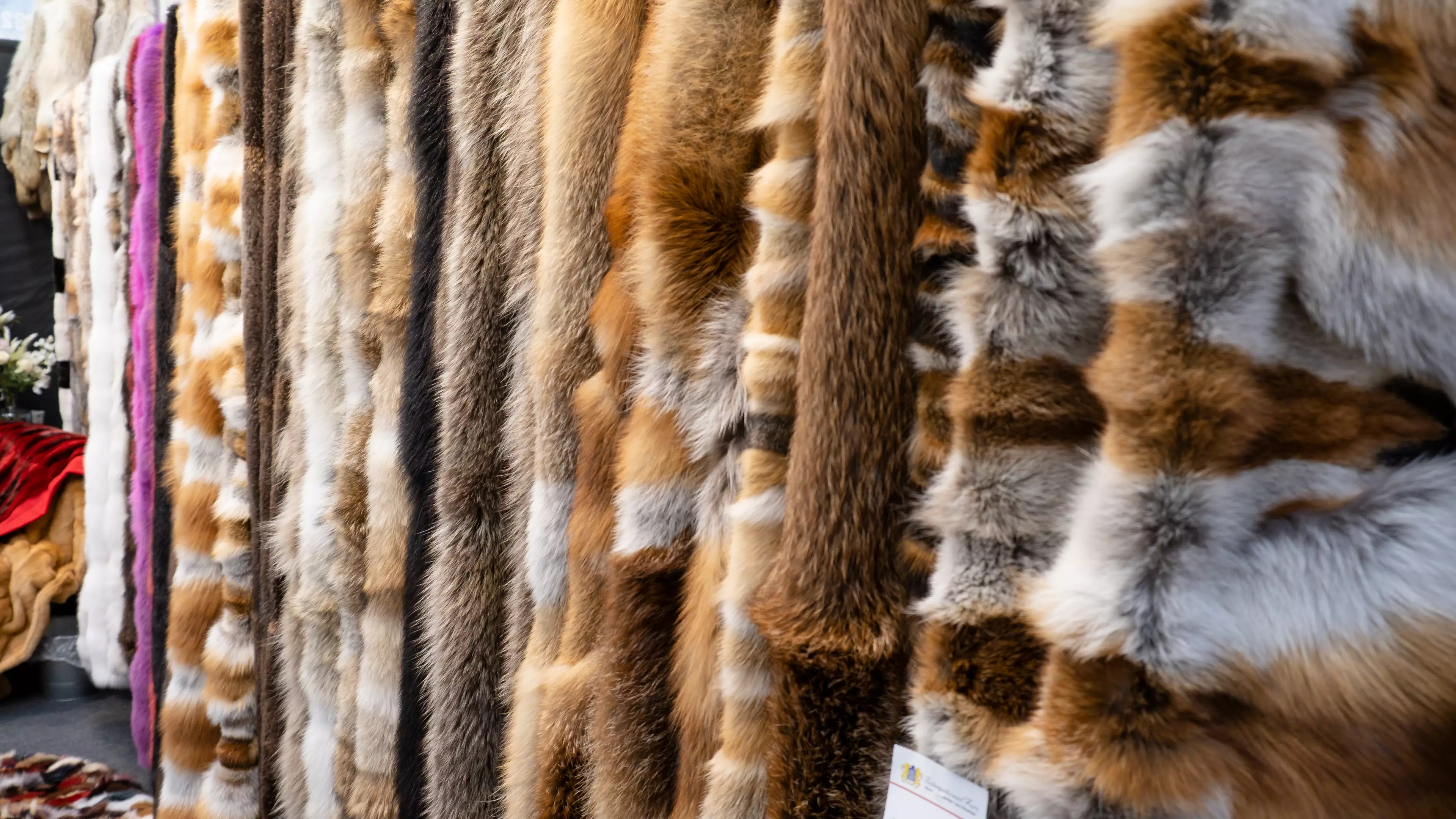California Becomes First US State To Ban Sale Of Animal Fur 