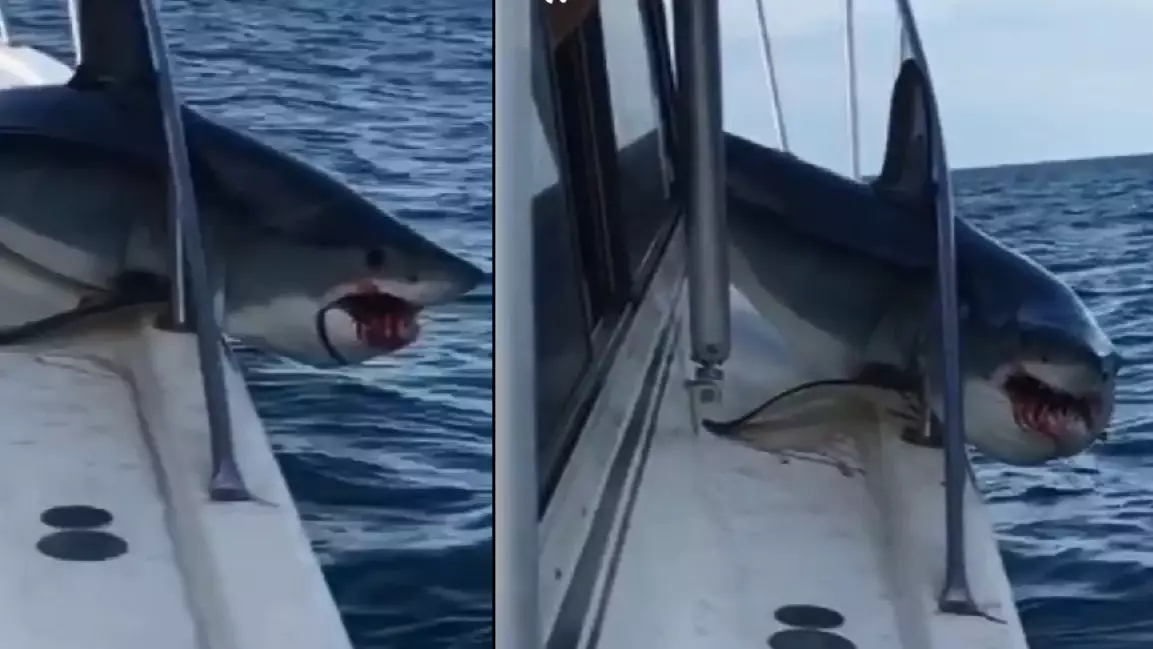 Mad Shark Jumps Onto Fishing Boat Causing Havoc
