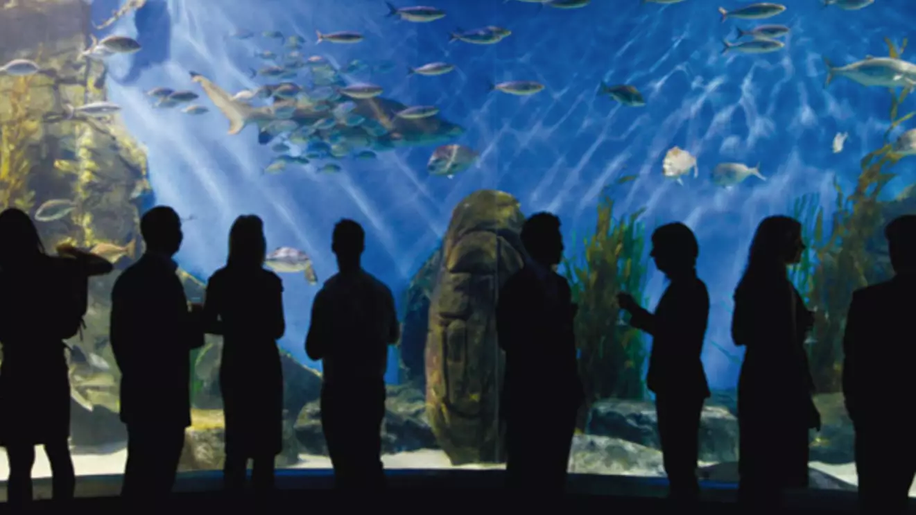 Melbourne's Aquarium Is Doing Boozy Bottomless Painting Sessions