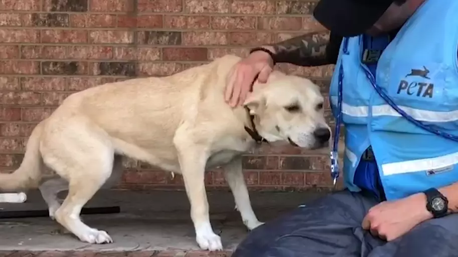 Abandoned Dog Rescued By PETA During Hurricane Florence Floods