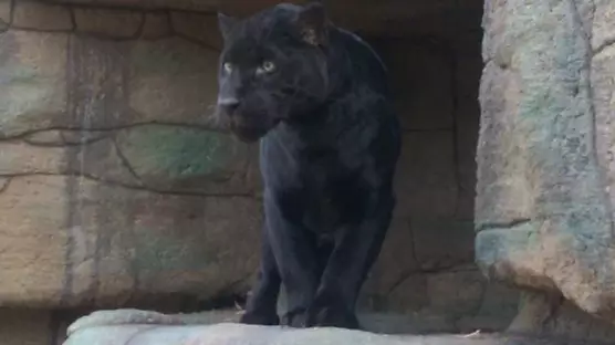 Woman Attacked By Jaguar At Zoo Speaks Out About Ordeal