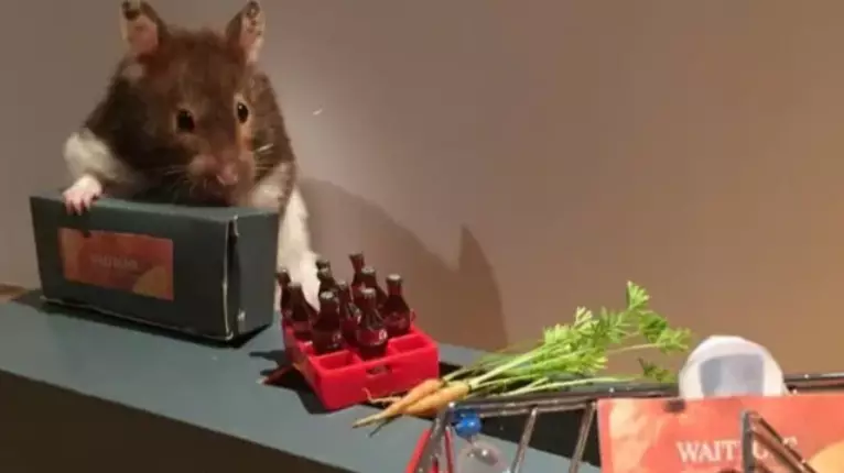 Woman Recreates Lockdown Scenes In Miniature With Her Hamsters
