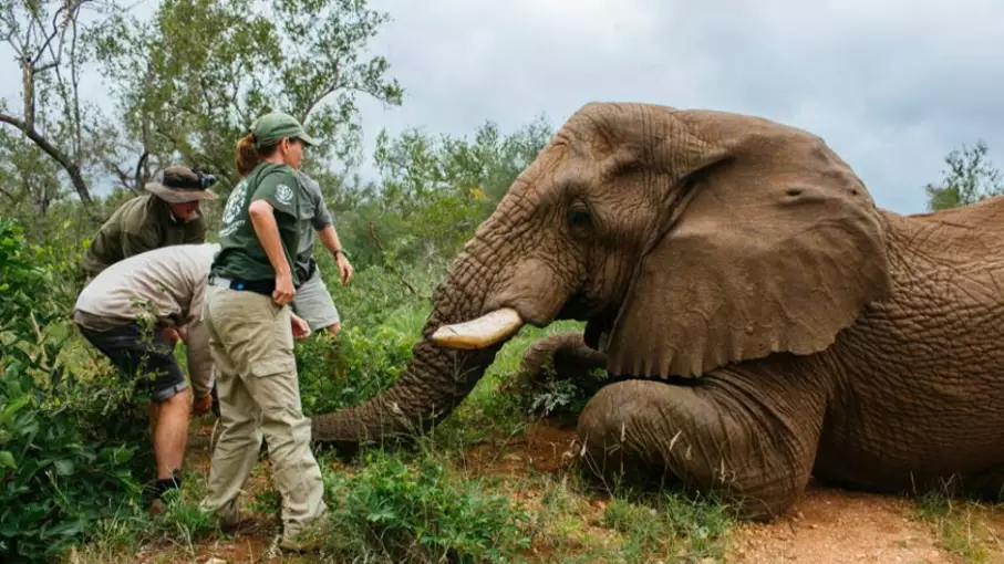 Charity Steps In To Re-Locate Elephant At Risk Of Being Legally Killed 