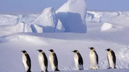 One-Trillion Tonne Iceberg Breaks Off Antarctic Ice Shelf, Prompting Global Warming Fears
