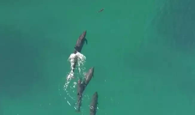 WATCH: Pod Of Whales Hunt Down Sharks In Australian Water
