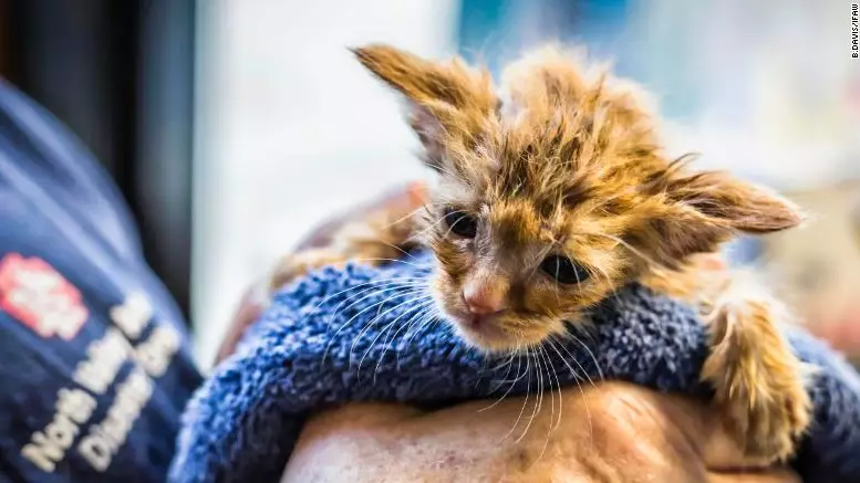 'Baby Yoda' Kitten Rescued From California Wildfire