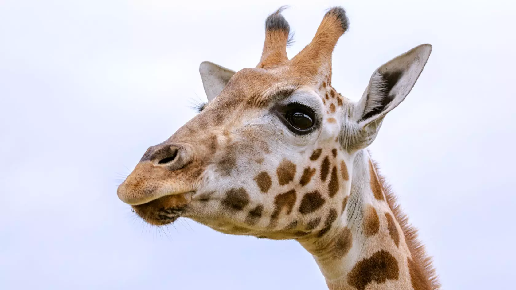 Sydney Zoo Devastated As Gigi The Giraffe Dies Just Two Weeks After Arriving