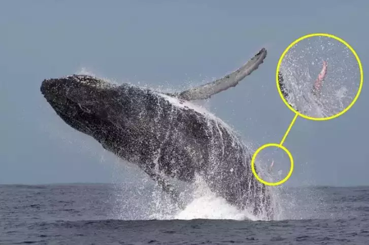 The humpback whale showing off his love-length.