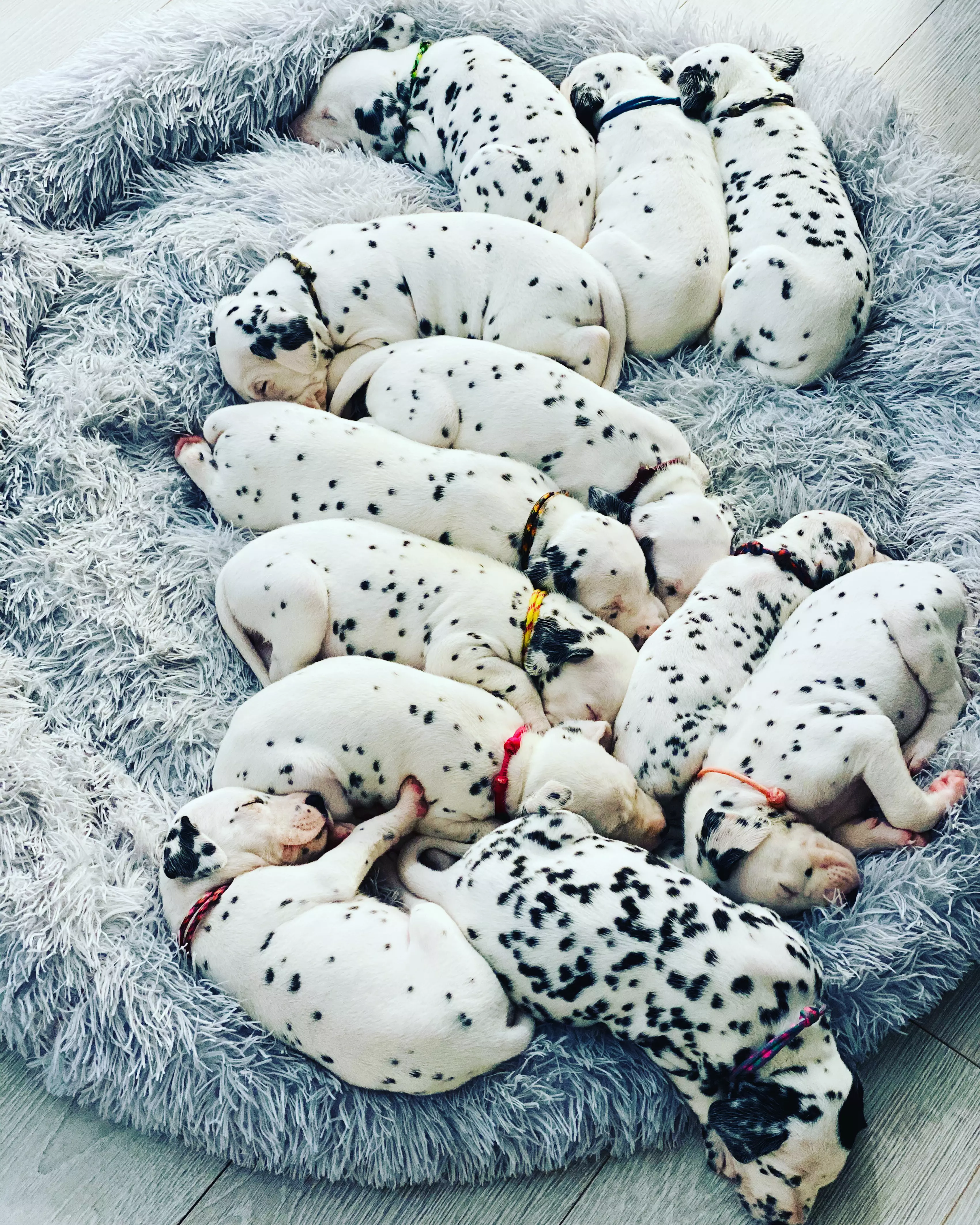 Look at all the adorable little puppies! (
