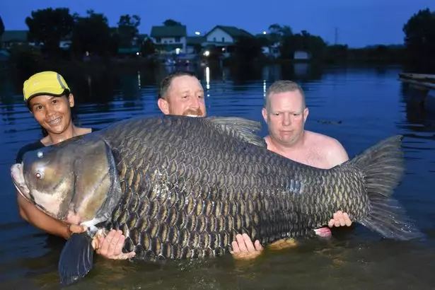 Mr Harvey has broken the record for the heaviest Siamese carp ever caught.